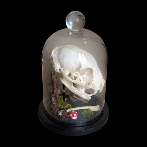 Cat Skull Under Bell Glass Dome