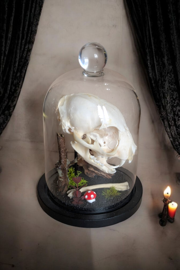 Cat Skull Under Bell Glass Dome - Image 2