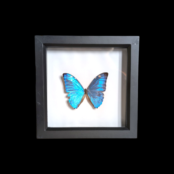 Framed Taxidermy Morpho Adonis Butterfly