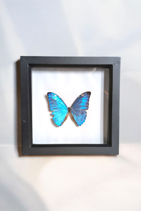 Framed Taxidermy Morpho Adonis Butterfly - Image 2