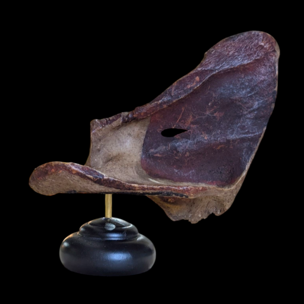 Real Human Scapula - Image 2