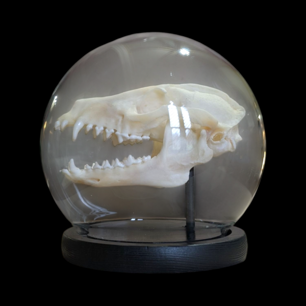 Racoon Skull In Spherical Glass Dome