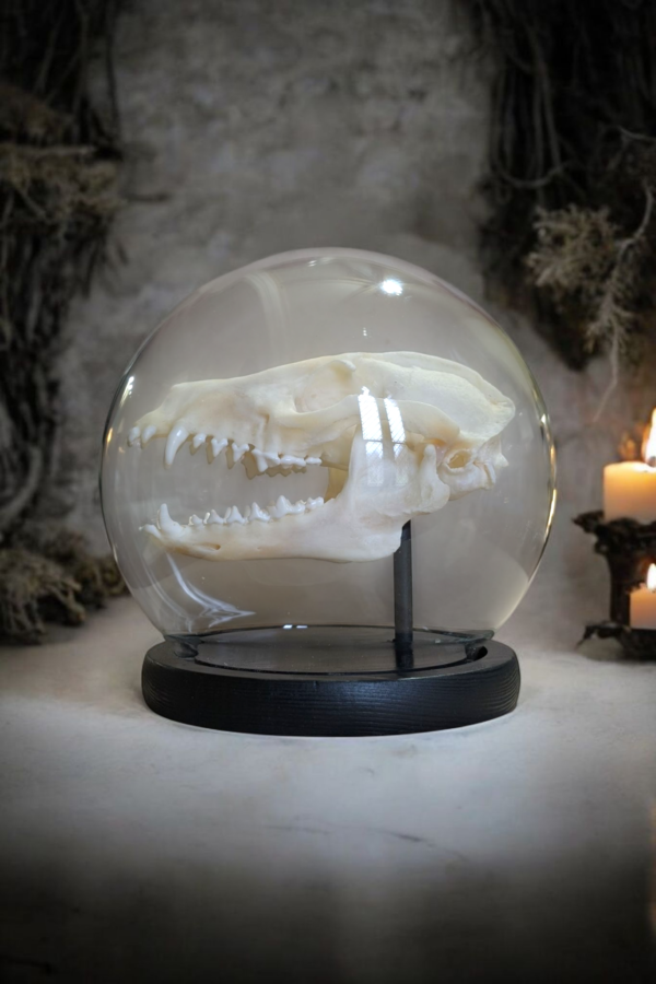 Racoon Skull In Spherical Glass Dome - Image 2