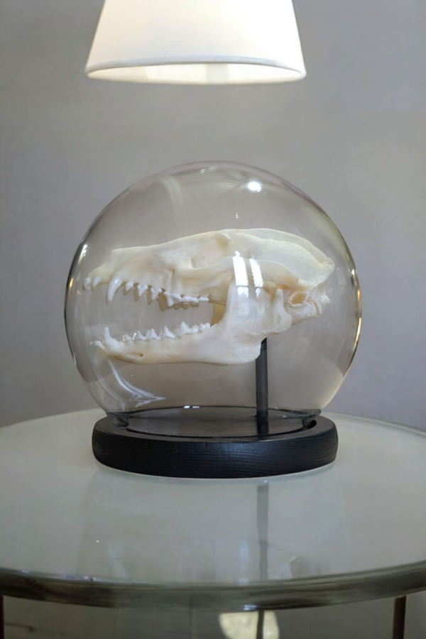 Racoon Skull In Spherical Glass Dome - Image 3