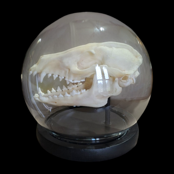 Racoon Skull In Spherical Glass Dome - Image 4