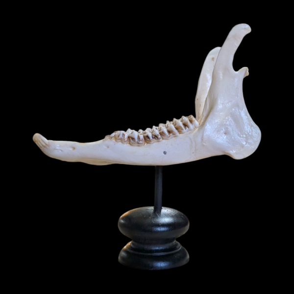 Real Mounted Animal Jaw - Image 2