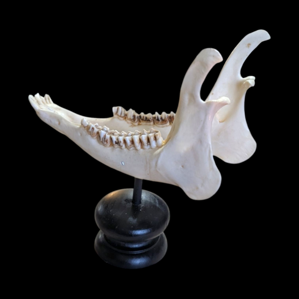 Real Mounted Animal Jaw - Image 3