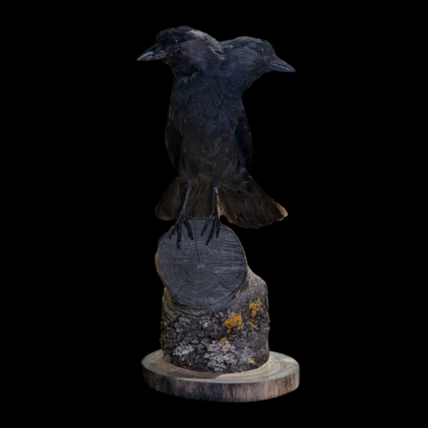 Two Headed Taxidermy Crow On Log - Image 4