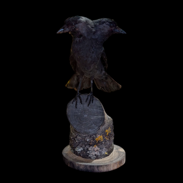 Two Headed Taxidermy Crow On Log