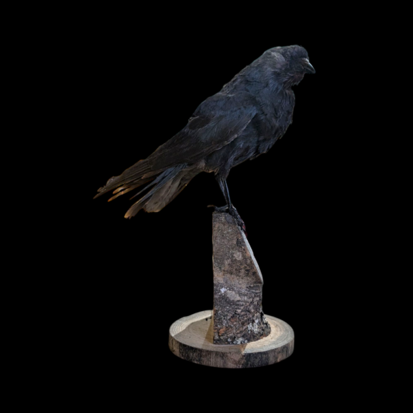 Two Headed Taxidermy Crow On Log - Image 3