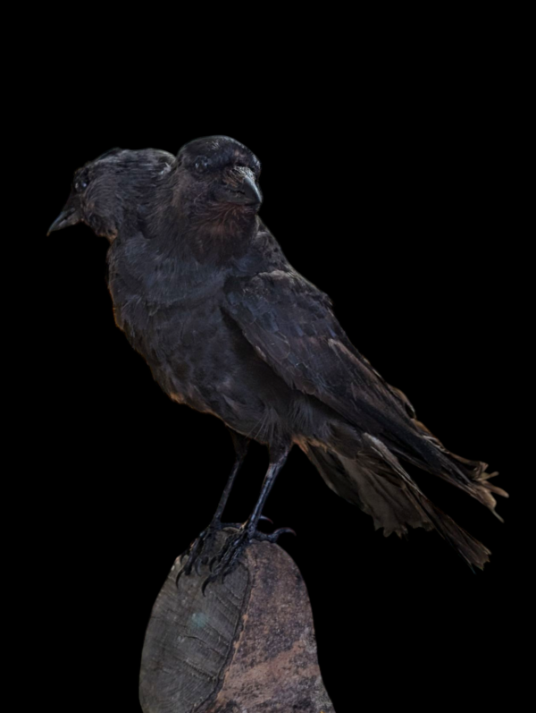 Two Headed Taxidermy Crow On Log - Image 5