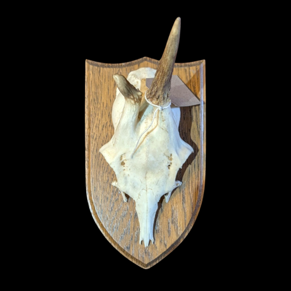 Mounted Horns On Shield Shaped Wooden Plaque - Image 2