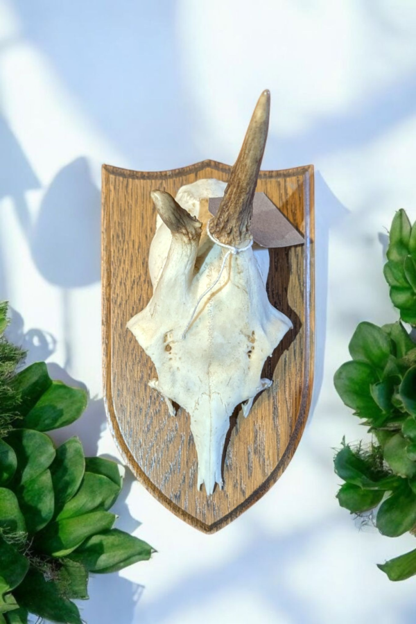 Mounted Horns On Shield Shaped Wooden Plaque - Image 3