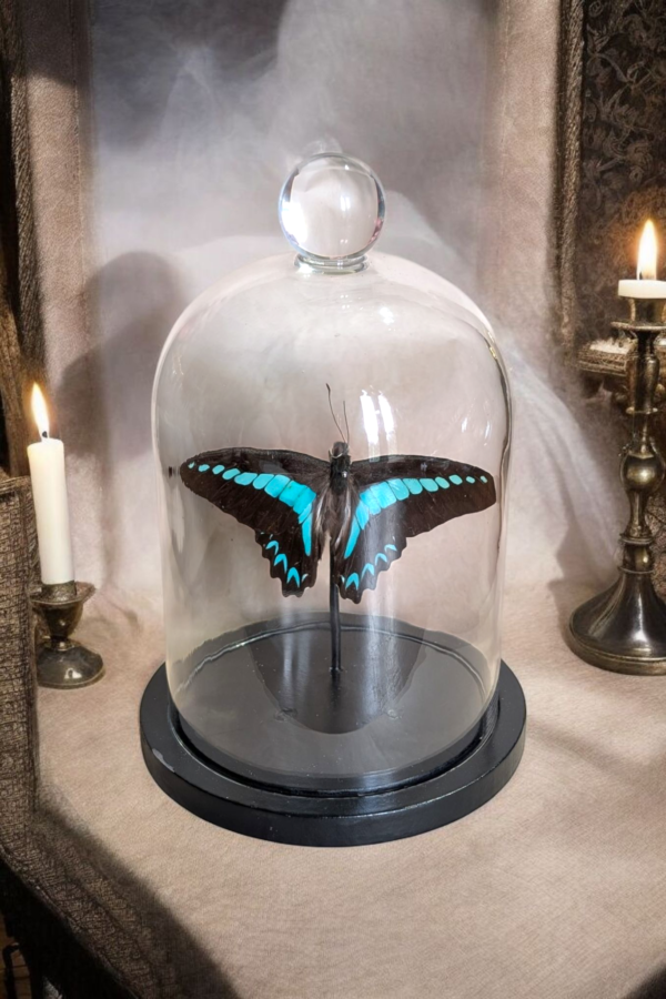 Taxidermy Butterfly Under Glass Bell Dome - Image 2