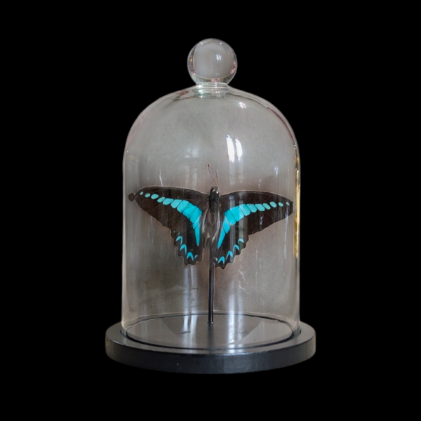 Taxidermy Butterfly Under Glass Bell Dome