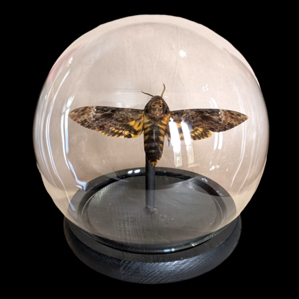 Taxidermy Death Head Moth In Glass Globular Dome