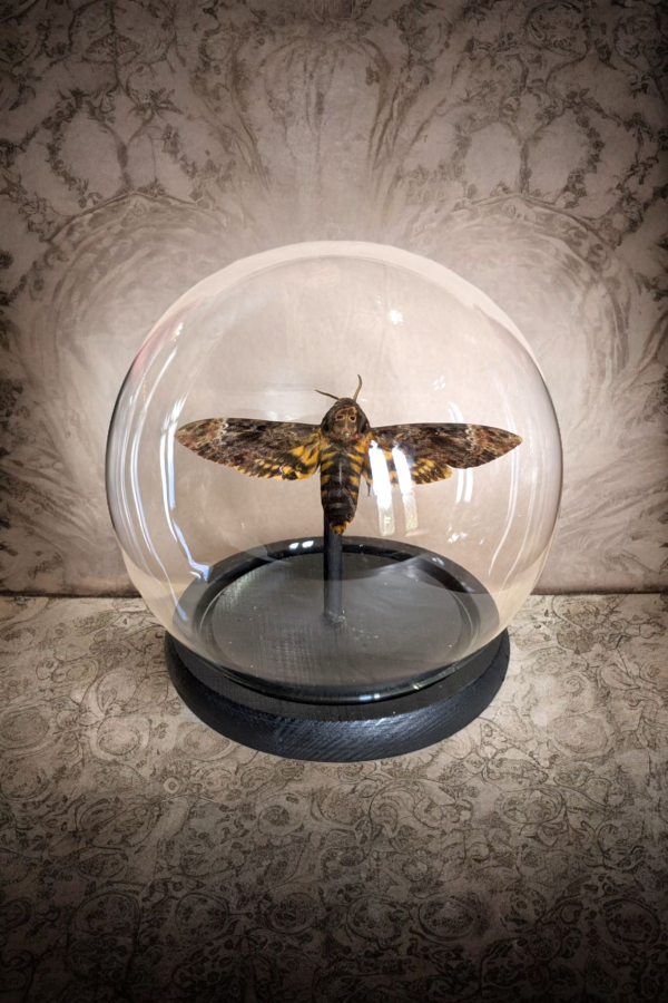 Taxidermy Death Head Moth In Glass Globular Dome - Image 2