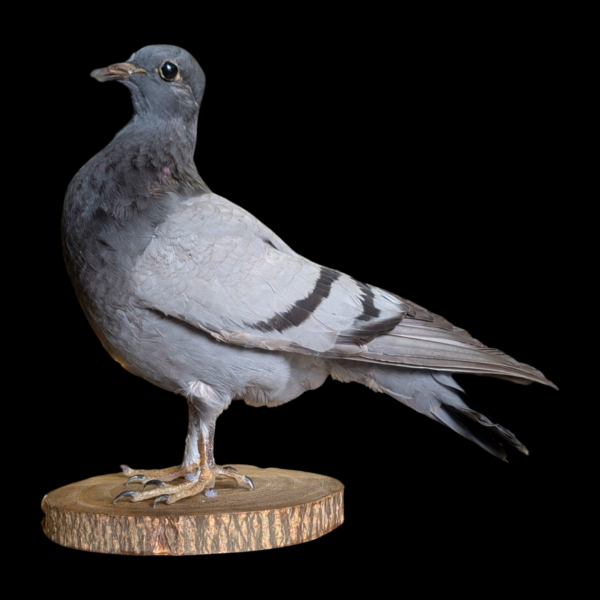 Taxidermy Surprised Pigeon - Image 2