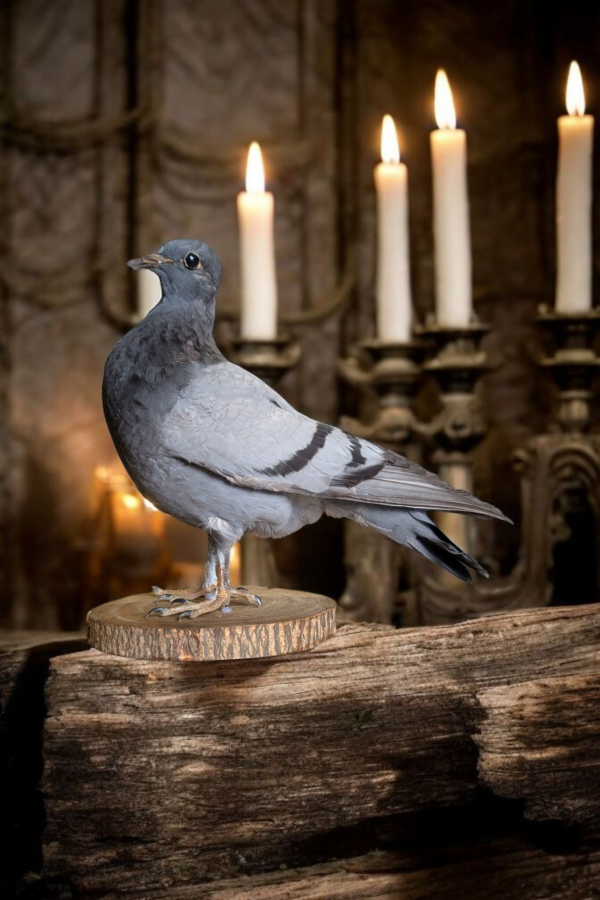 Taxidermy Surprised Pigeon - Image 6