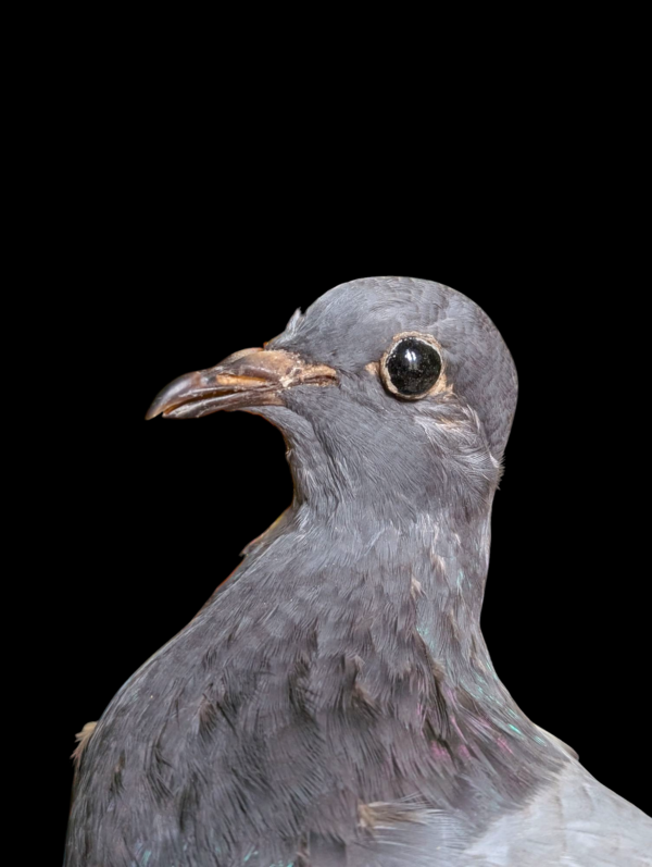 Taxidermy Surprised Pigeon - Image 4