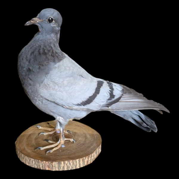 Taxidermy Surprised Pigeon