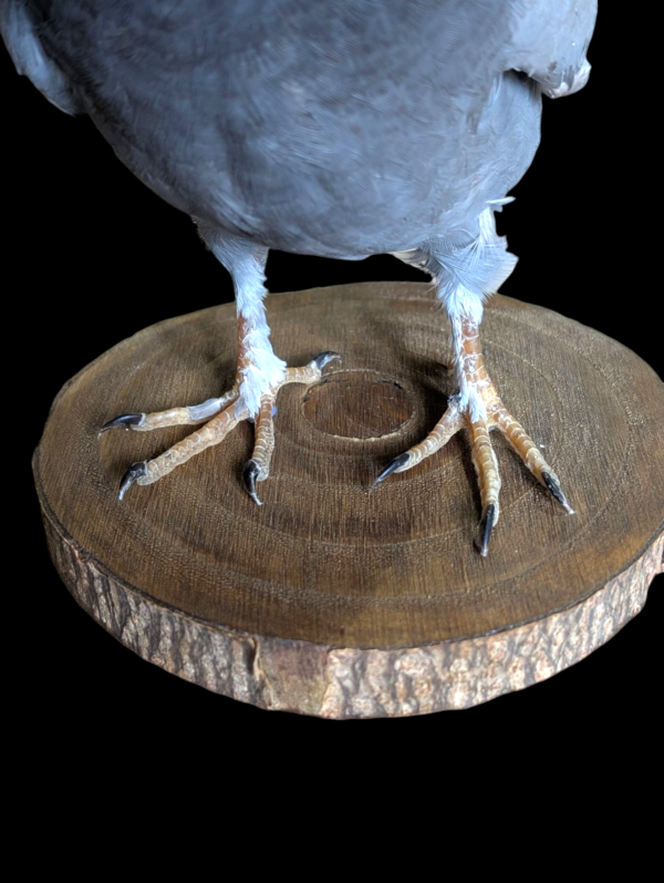 Taxidermy Surprised Pigeon - Image 5