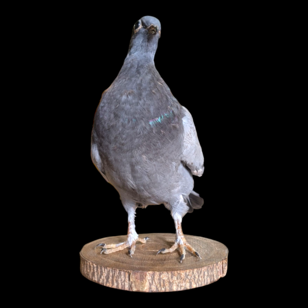 Taxidermy Surprised Pigeon - Image 3