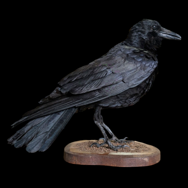 Large Taxidermy Raven