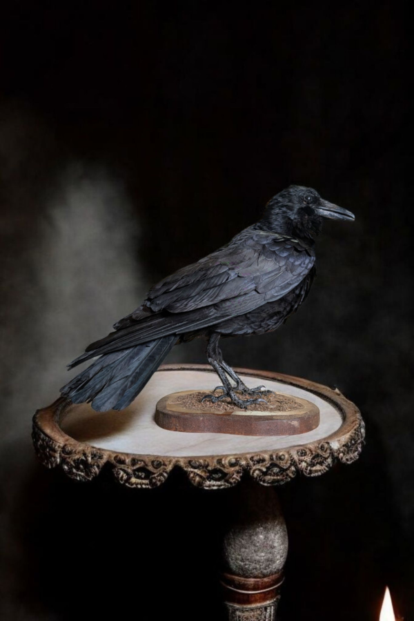 Large Taxidermy Raven - Image 2