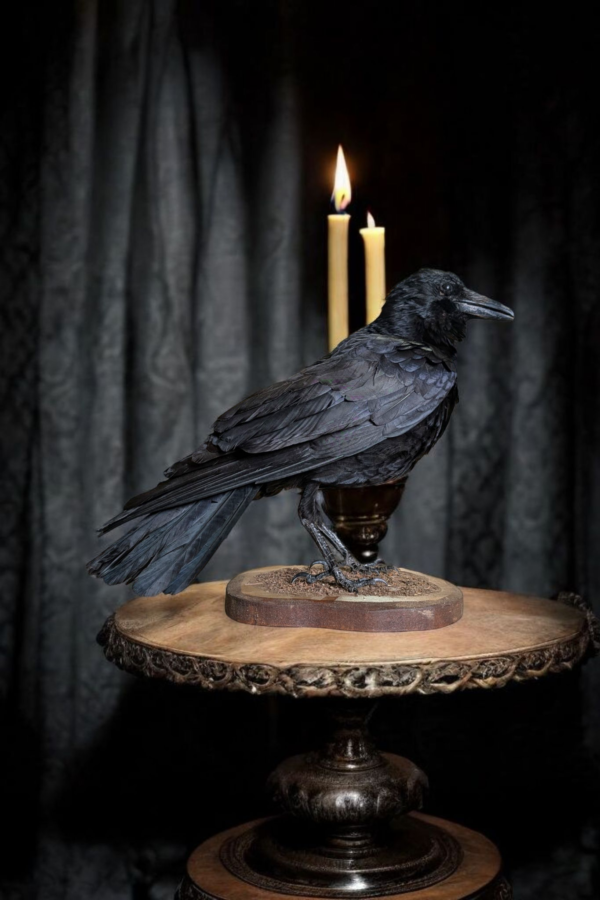 Large Taxidermy Raven - Image 4