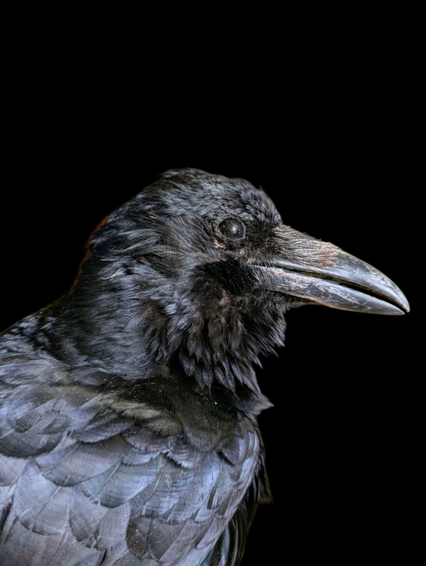 Large Taxidermy Raven - Image 5