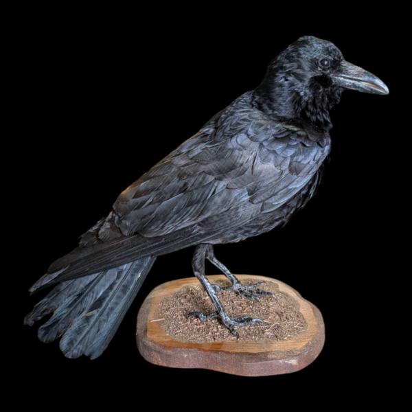 Large Taxidermy Raven - Image 3