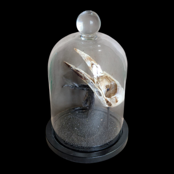 Crow Skull In Glass Bell Dome