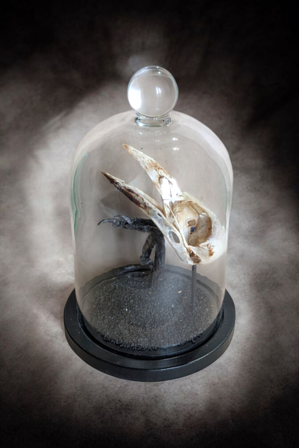 Crow Skull In Glass Bell Dome - Image 2