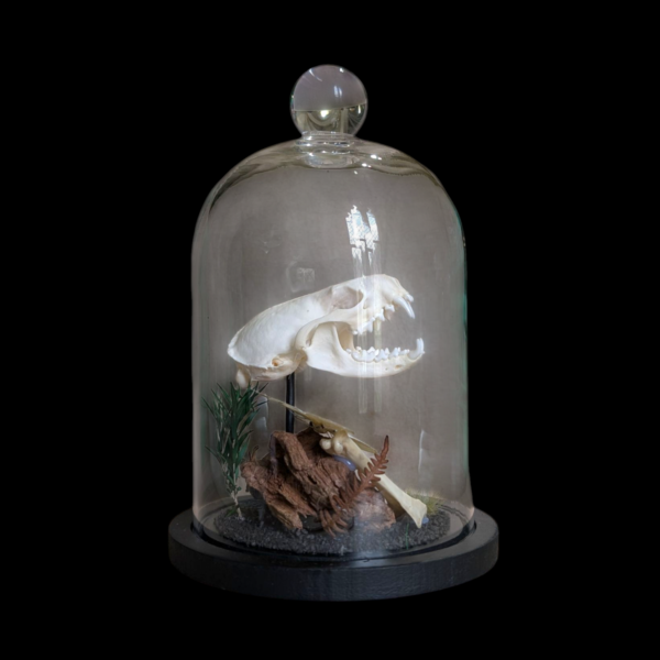 Mink Skull In Glass Bell Dome