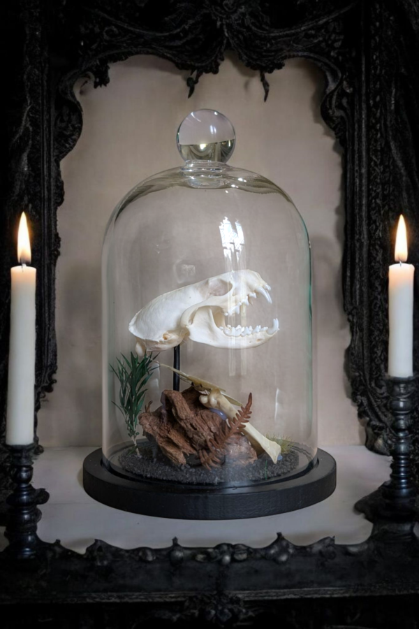 Mink Skull In Glass Bell Dome - Image 2