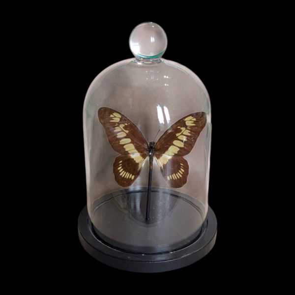 Taxidermy Butterfly In Glass Bell Dome