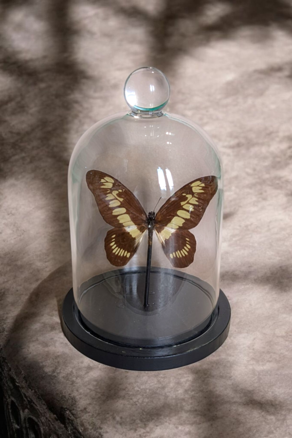 Taxidermy Butterfly In Glass Bell Dome - Image 2