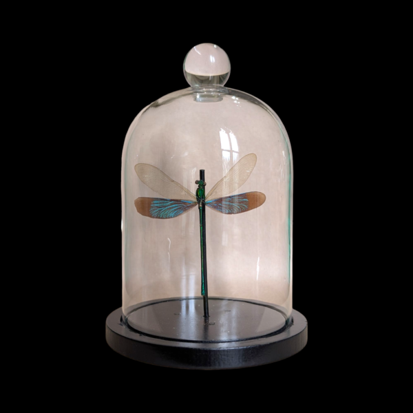 Taxidermy Dragonfly In Glass Bell Dome