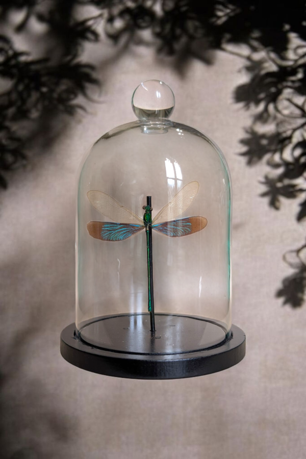 Taxidermy Dragonfly In Glass Bell Dome - Image 2