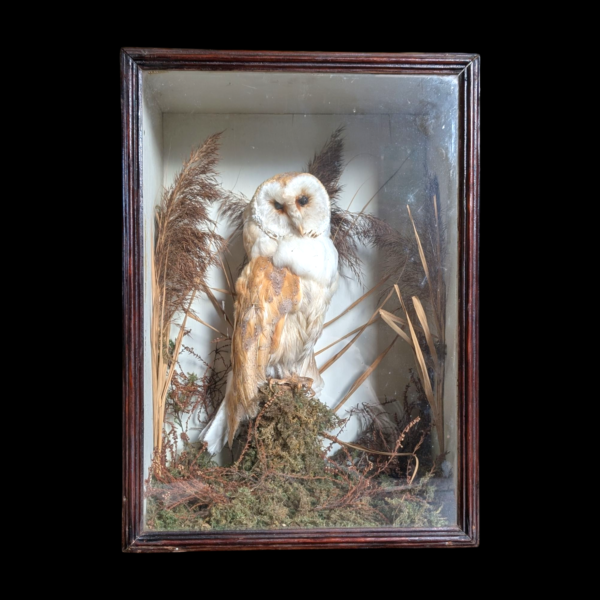 Antique Cased Taxidermy Barn Owl