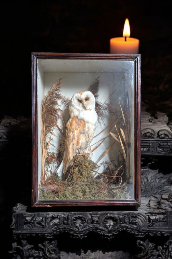 Antique Cased Taxidermy Barn Owl - Image 2