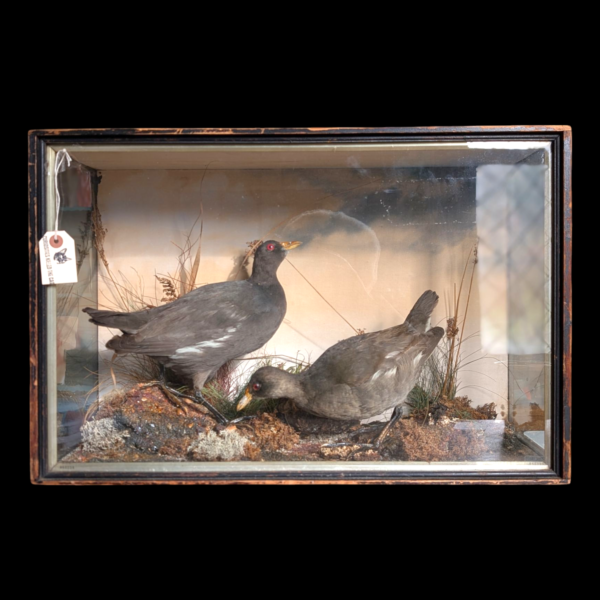 Cased Taxidermy Water Hens