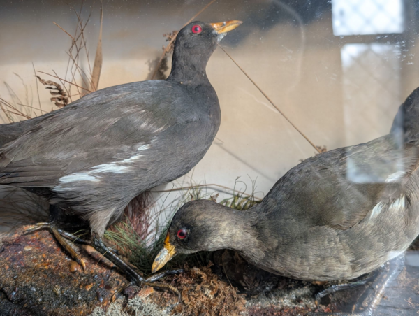 Cased Taxidermy Water Hens - Image 3