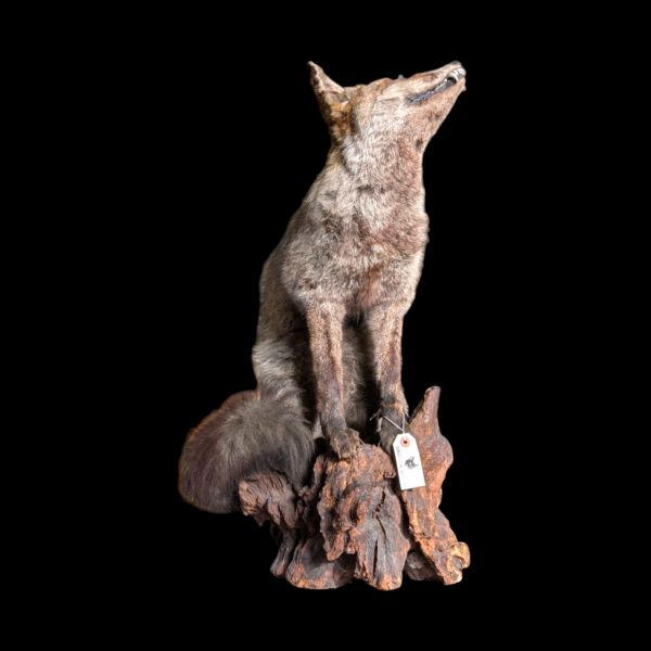 Antique Taxidermy Fox Mounted On A Log - Image 3