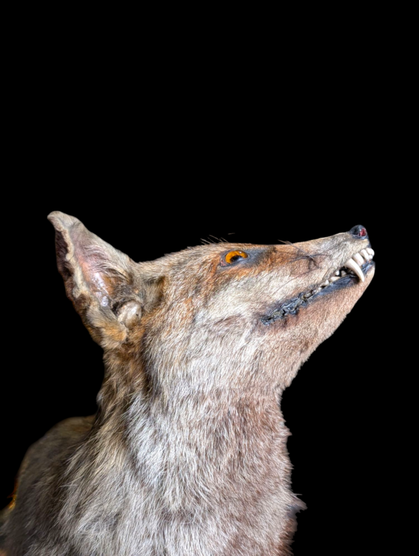 Antique Taxidermy Fox Mounted On A Log - Image 4