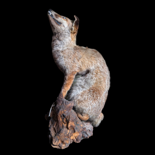 Antique Taxidermy Fox Mounted On A Log