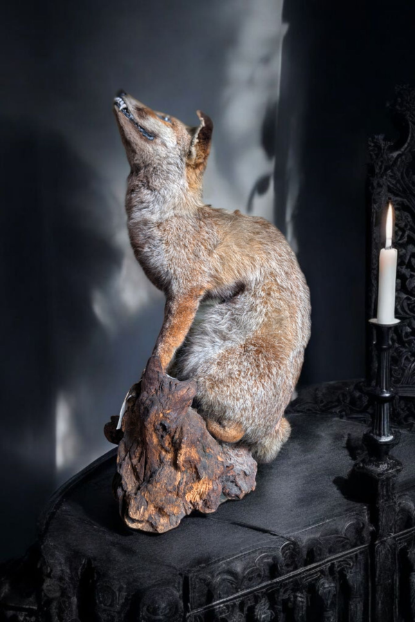 Antique Taxidermy Fox Mounted On A Log - Image 2