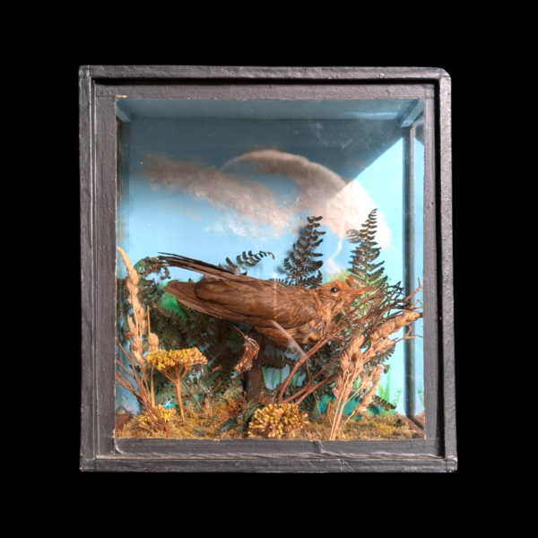 Glass Cased Taxidermy Starling