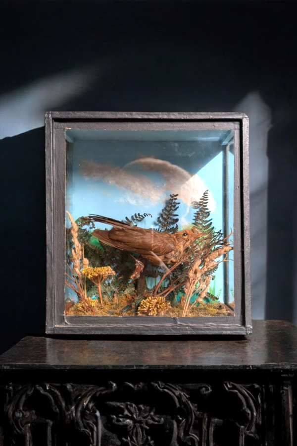 Glass Cased Taxidermy Starling - Image 2